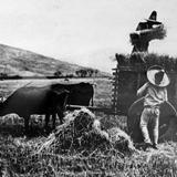 Cosechando Trigo en el estado de Sinaloa Por Hugo Brehme