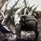 Tipos Mexicanos Tlachiquero vaciando el Pulque del Acocote por el fotografo Felix Miret.