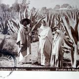 Alrededores de Mexico MAGUEYES por el Fotógrafo Abel Briquet ( Circulada el 25 de Julio de 1909 ).