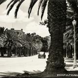 Vista de Chapultepec con palmeras