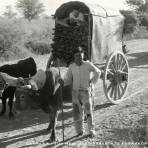 Carreta de bueyes en Oaxaca