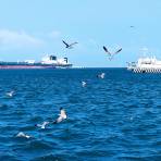 GAVIOTAS SOBRE EL MAR AZUL DE VERACRUZ